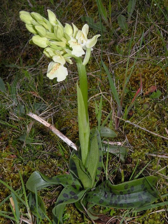 flora-orchis-provincialis